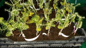 Grupa Kapias - szczepienie roślin iglastych        