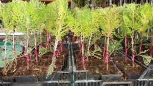 Grupa Kapias - szczepienie roślin iglastych        