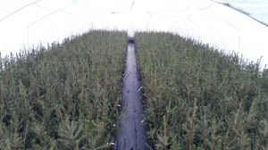 Grupa Kapias - szczepienie roślin iglastych        