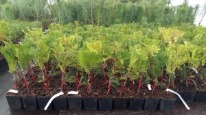 Grupa_Kapias_iglaste_szczepione_16          