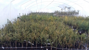 Grupa Kapias - szczepienie roślin iglastych        