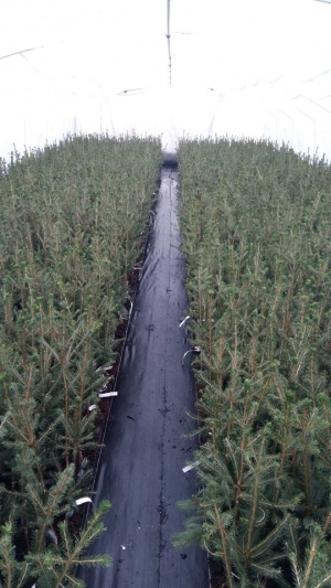 Grupa Kapias - szczepienie roślin iglastych        