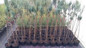 Grupa Kapias - szczepienie roślin iglastych        