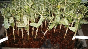 Grupa Kapias - szczepienie roślin iglastych        