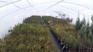 Grupa Kapias - szczepienie roślin iglastych        