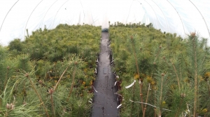 Grupa Kapias - szczepienie roślin iglastych        