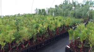 Grupa Kapias - szczepienie roślin iglastych        