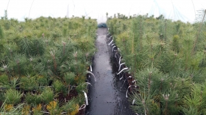 Grupa Kapias - szczepienie roślin iglastych        