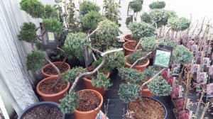 Grupa Kapias jałowiec bonsai    