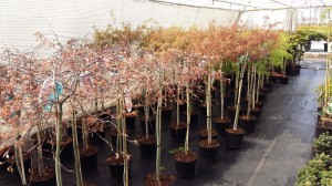 Grupa Kapias klony palmowe szczepione na pniu    