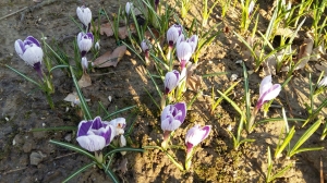 Grupa Kapias - wiosna w ogrodzie    