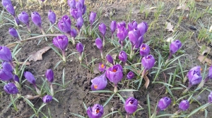 Grupa Kapias - wiosna w ogrodzie    