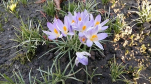 Grupa Kapias - wiosna w ogrodzie    