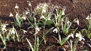 Grupa Kapias - wiosna w ogrodzie    