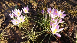 Grupa Kapias - wiosna w ogrodzie    