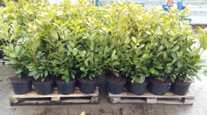 Grupa Kapias Laurowiśnia            