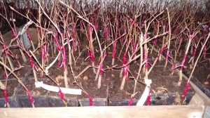 Grupa Kapias - szczepienie roślin liściastych        