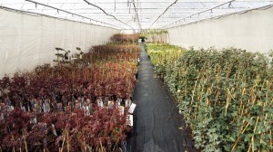 Grupa Kapias młodzież iglaste     