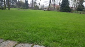 Grupa Kapias pielegnacja trawnika      