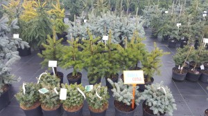 Grupa Kapias punkt sprzedaży   