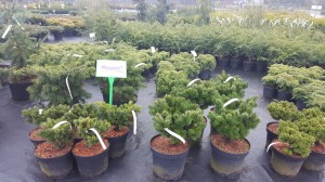 Grupa Kapias punkt sprzedaży   