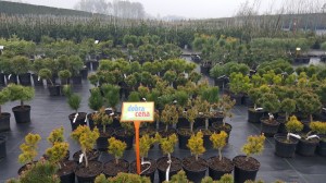 Grupa Kapias punkt sprzedaży   