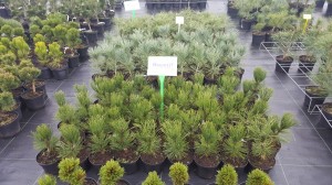 Grupa Kapias punkt sprzedaży   