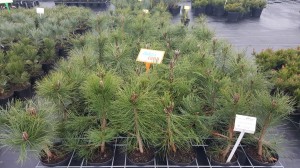 Grupa Kapias punkt sprzedaży   