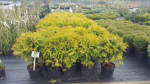 Grupa Kapias punkt sprzedaży   