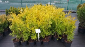 Grupa Kapias punkt sprzedaży   