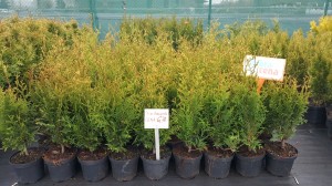 Grupa Kapias punkt sprzedaży    