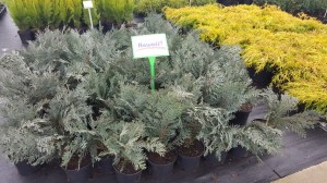 Grupa Kapias punkt sprzedaży    