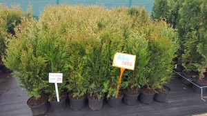 Grupa Kapias punkt sprzedaży    