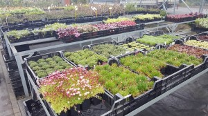 Grupa Kapias punkt sprzedaży    