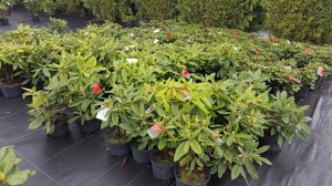 Grupa Kapias punkt sprzedaży           