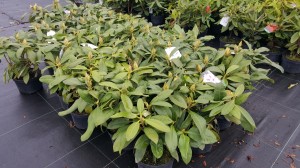 Grupa Kapias punkt sprzedaży           