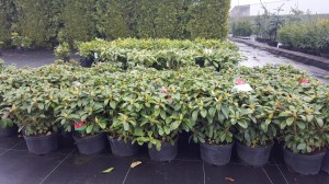 Grupa Kapias Centrum ogrodnicze           