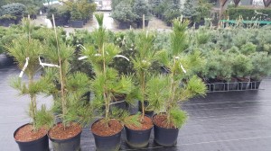 Grupa Kapias punkt sprzedaży    