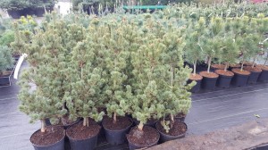 Grupa Kapias punkt sprzedaży    