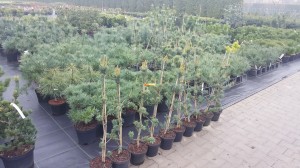 Grupa Kapias punkt sprzedaży  