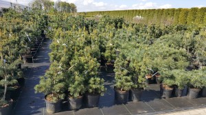 Grupa Kapias punkt sprzedaży            