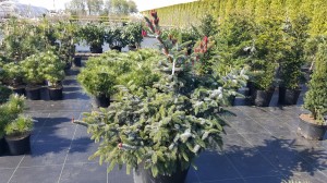 Grupa Kapias punkt sprzedaży            