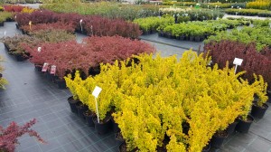 Grupa Kapias berberysy 