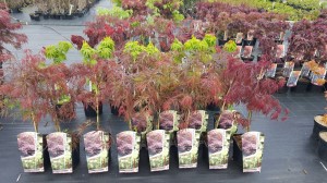 Grupa Kapias punkt sprzedaży 