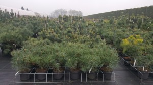 Grupa Kapias punkt sprzedaży  