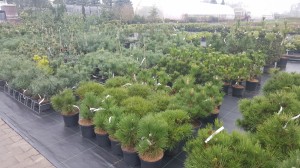 Grupa Kapias punkt sprzedaży   