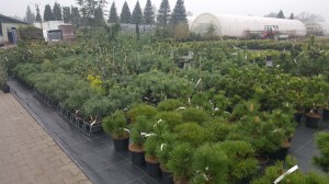 Grupa Kapias punkt sprzedaży   