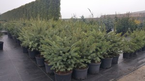 Grupa Kapias punkt sprzedaży   