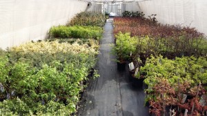 Grupa Kapias rośliny ozdobne           