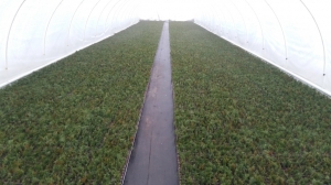 Grupa Kapias sadzonkowanie    